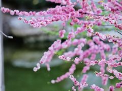 -大兴滨河森林公园