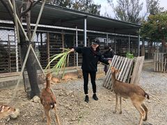 -鹿境梅花鹿生态园区