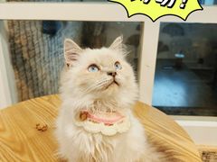 -楼上猫咖(罗湖店)