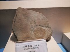 -辽宁古生物博物馆