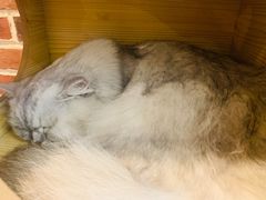 -猫友咖啡店(玉林西路店)
