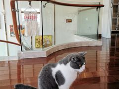 -Catmate·猫肥家润(金润铂宫店)