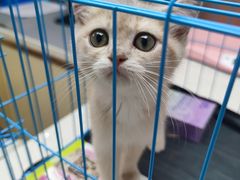 -宠颐生宠物医院·异宠猫科内科·诊疗中心宠巢店