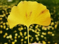 -重庆中央公园(渝北区)