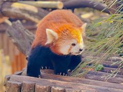 -云南野生动物园