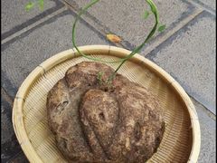 -田州古城