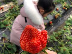 -喜杨洋草莓采摘园