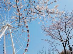 -顾村公园