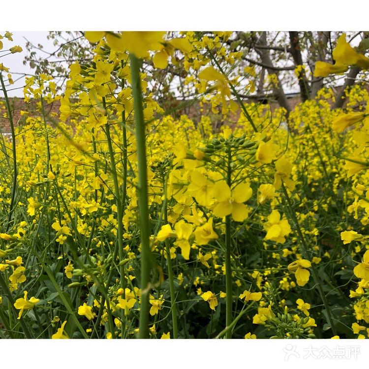 油菜花盛开地