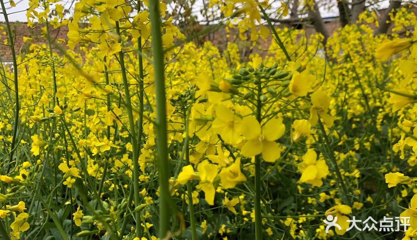 油菜花盛开地