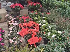 -双季花艺园艺市场(浦东店)