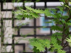 -知亘茶食