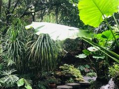 -深圳仙湖植物园