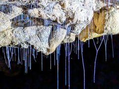 -怀托摩萤火虫洞