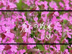 -花开海上生态园