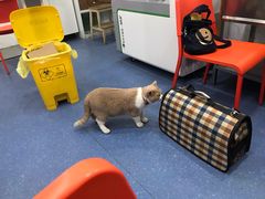 -伟伟宠物医院·CT影像中心·瑞派犬猫综合性门诊(汉口总院)