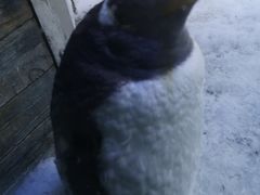 -芜湖新华联大白鲸海洋公园