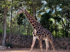 -清迈夜间动物园
