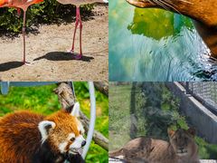-西霞口神雕山野生动物世界