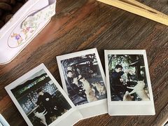 -柴犬高等学院·狗咖·柴犬售卖·宠物训练