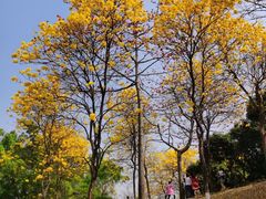 -松山湖南湖湾露营营地