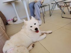 -怪兽屋·羊驼·猫咖·狗咖(俊华广场店)