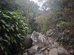 -海南霸王岭国家森林公园