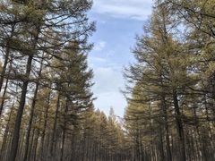 -塞罕坝国家级自然保护区