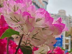 -佛山市中医院(院本部)