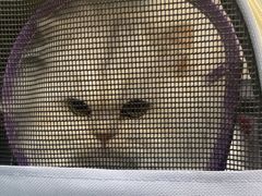 -四月宠物医院·猫专科·心脏专科·内科(转塘店)