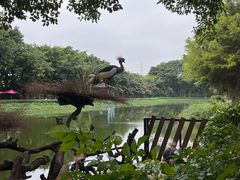 -广州长隆飞鸟乐园