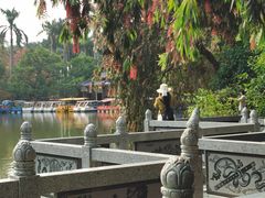 -金花茶公园