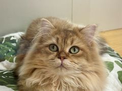 -青奢宠物·青奢猫舍