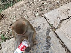 -黔灵山公园
