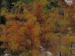 -云溪植物园