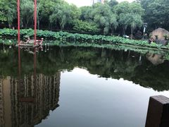 -陈家山荷花公园