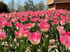 -洪湖湿地生态园