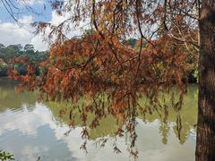 -深圳仙湖植物园