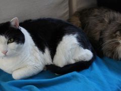 -Anne猫窝咖啡屋