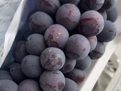 -马陆小张葡萄园农家乐