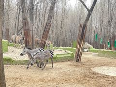 -北京野生动物园