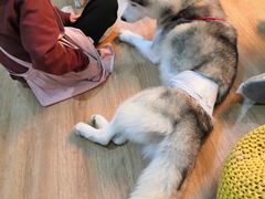 海参-Husky Go! 哈士奇体验馆·宠物咖啡厅狗咖