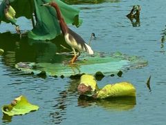 -荔湾湖公园