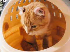-平行世界·猫咖(首经贸店)