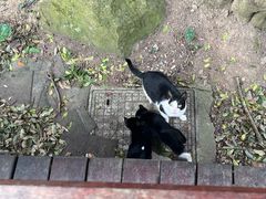 -普陀山慧济禅寺