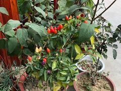 -诗王蟹业(渔家灯火店)