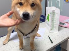 -半岛宠物医院24小时(科华中路店)