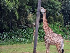 -广州长隆野生动物世界