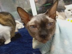 -李小姐の猫咖啡馆(五角场店)