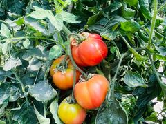 -甜心庄园·甜心草莓采摘园(西青中北店)